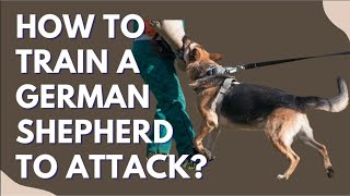 How To Train A German Shepherd To Attack Protection Training Basics For GSDs [upl. by Arodaeht]