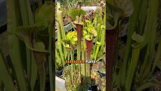 Sarracenia Flava a Rubricorpora  Red Tube plantacarnivora flores plantascarnivoras [upl. by Azar]