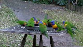 Rainbow Lorikeets feeding [upl. by Sulrac924]