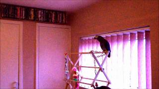 Gizmo the african grey parrot  Singing Bad Bird Bad Bird wmv [upl. by Diella]