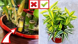 5 Lucky Bamboo CARE MISTAKES You MUST AVOID [upl. by Ardeen482]