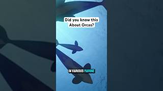 Orcas also known as killer whales are incredibly fascinating creatures [upl. by Ash]