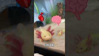 Ajolote o Axolotl mascotas animales ajolote axolotl [upl. by Ecnerwal]