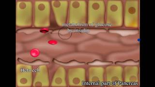 Insulin Production [upl. by Acirretal]