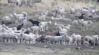 LOBOS Mastines Ovejas y Humanos juntos conviviendo en Alta Montaña Sin Daños  26 Sep 2016 [upl. by Oludoet125]