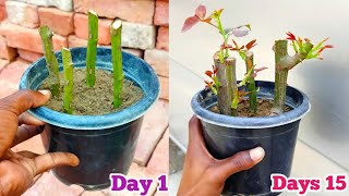 Grow Rose From Cuttings [upl. by Melvin]