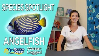 Are Angelfish Reefsafe Species Spotlight with Hilary [upl. by Horvitz]