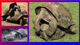 GIANT TURTLES  MATING VERY LOUDLY [upl. by Jerz]