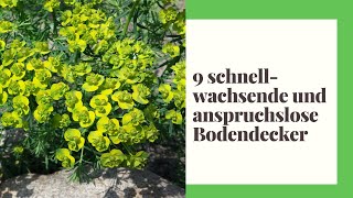 9 Bodendecker  die schnellwachsend und anspruchslos perfekt in Ihren Garten passen [upl. by Sloan]