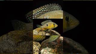 The Purple Eartheater Gymnogeophagus Terrapurpura [upl. by Nalda]