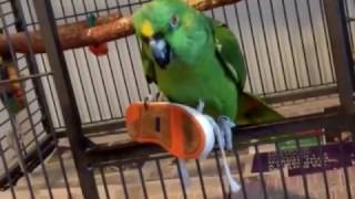 Parrot Laughs Like A SuperVillain [upl. by Worth]