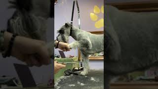 Trim Tidy Schnauzer Legs [upl. by Matless]