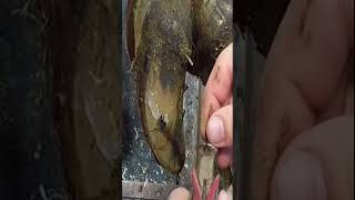 Stones in hoof necrotic state asmr hoof [upl. by Odnavres]