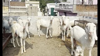 Gulabi goat ka mela ab kota city me to lagao fhone [upl. by Oler]