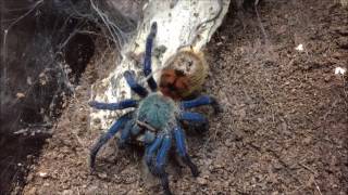 Chromatopelma cyaneopubescens l6 feeding [upl. by Keare]