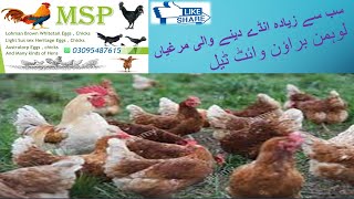 Lohmann Brown Chicken  Lohmann Brown Egg  Lohmann Brown in Pakistan  Idea with Shahbaz [upl. by Ennadroj]