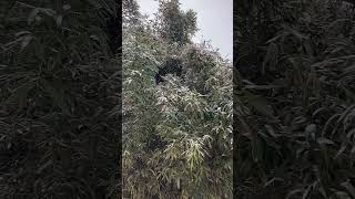 Bamboo under Heavy Snow 大雪下的竹林 [upl. by Rhodie]