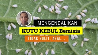 Bagaimana mengendalikan Bemisia tabaci secara efisien amp efektif [upl. by Mcquade710]