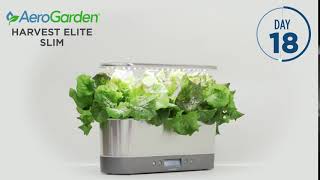 Harvest Elite Slim Stainless Steel 2018 Lettuce Timelapse [upl. by Tymes]