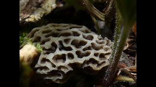 Morel Mushroom April 20 2023 Michigan [upl. by Lachance]