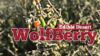 Wolfberry  Edible Red Berries in the Desert [upl. by Ecilayram]