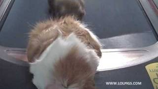 Two Guinea Pigs on a TreadmillOne Falls Off [upl. by Ocsisnarf]