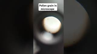 Pollen grain microscopic view biology experiment practical shorts [upl. by Wawro]