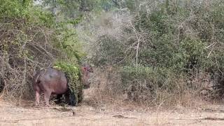 Hippos Fighting in Nsefu Sector South Luangwa National Park [upl. by Zakaria]