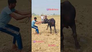 Jhota race 2024 ❤️‍🔥🦁 viralvideo cow reels farming bull trending [upl. by Airamana]