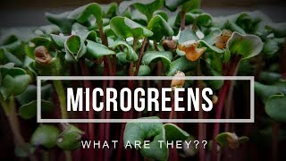 Microgreens  WHAT are they amp HOW to use them [upl. by Notsruht]