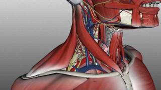 Neck Anatomy  Organisation of the Neck  Part 2 [upl. by Poppo694]