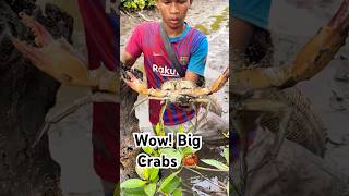 Amazing Catch Huge Mud Crabs at Swamp after Water Low Tide giantcrab kingcrab fishing [upl. by Trinee743]