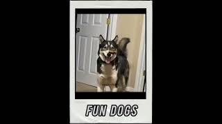 Funny dogs Tamil voice video 🤣 [upl. by Astrid657]