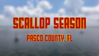 2024 Scallop Season is open Pasco County FL  DJI droneview [upl. by Almund]