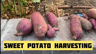 Harvesting Sweet Potatoes Composting Sweet Potato Leaves Amending Soil with Compost for Fall Plant [upl. by Carn]