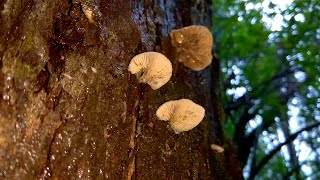 Peeling Oysterling Crepidotus mollis [upl. by Lura]