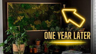 Moss Wall Art DIY 12 months later Updates amp Some thoughts [upl. by Collyer]