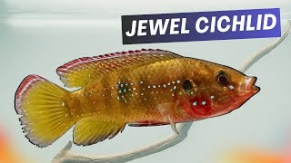 Jewel Cichlids  Jewels of the Aquarium World Hemichromis guttatus [upl. by Iblok]