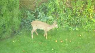 Bambi in the garden [upl. by Elik]