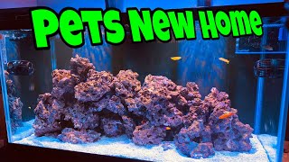 BEAUTIFUL PET SALTWATER AQUARIUM FISH MOVED TO REEF FISH TANK [upl. by Nas]