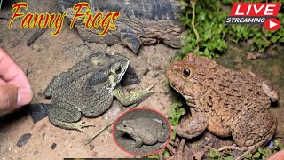 🐸Boing boing catching froggy funny  wep wep catch frogs make you laugh Part10 funny frogs shorts [upl. by Ardnajela946]