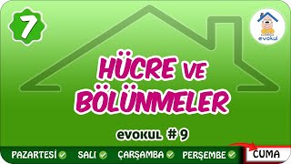 Hücre ve Bölünmeler  7 Sınıf uzaktaneğitim evokul Kampı [upl. by Sesylu]