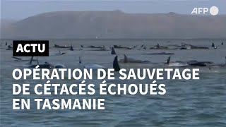 En Tasmanie le défi du sauvetage de 180 cétacés coincés dans une baie  AFP [upl. by Elyagiba]