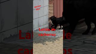 Latido de cachorro shorts Dog [upl. by Annirak]