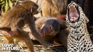 Nasty Baboon Fight Exposes Troop to Hungry Leopard  Love Nature [upl. by Animehliw967]