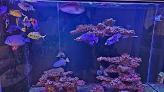 Predator Fish Only Marine Tank FOWLR [upl. by Akinor828]