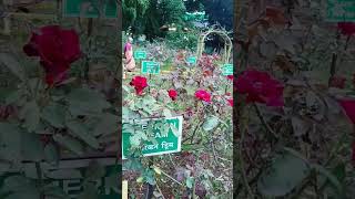 Rose garden  Punediaries  Beautiful destinations [upl. by Hsepid]