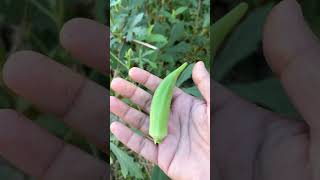 That 2nd Okra On The Fence okra vendakka ladyfinger [upl. by Pisano]