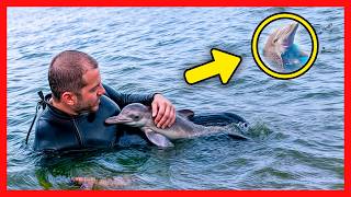 A Diver Saved a Baby Dolphin and Then Something Shocking Happened [upl. by Hankins834]