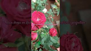 Raindrops on Red Roses A Moment of Natures Perfection [upl. by Urbai]